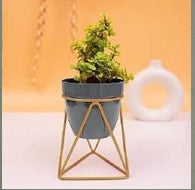 Modern Triangular Metal Planter with Gold Geometric Stand (L-12cm x W-12cm x H-18cm)