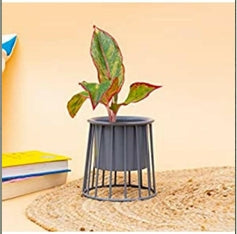 Small Indoor Planter on Elevated Gold Metal Stand